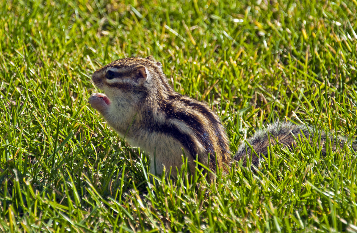 The Gopher - Roman Ilnytskyi