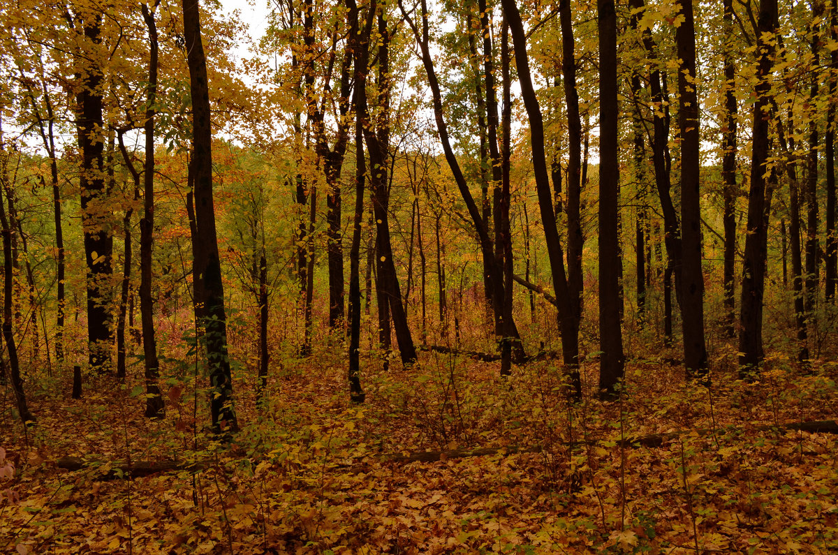 Осенний лес - Tatiana Kretova