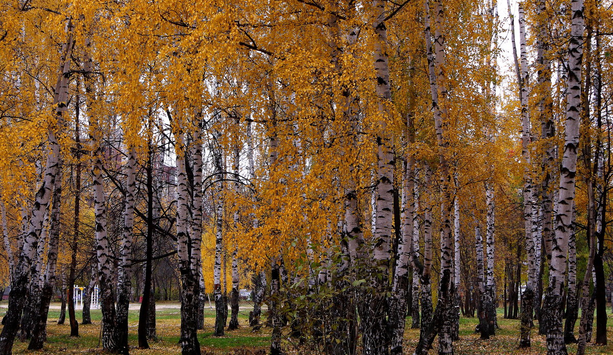 Городские березы - Татьяна Ломтева