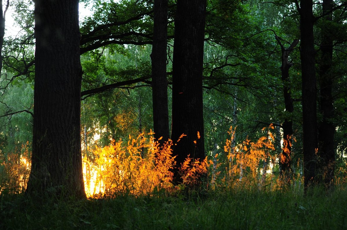 лучик солнца в темном лесу - Лисяна •