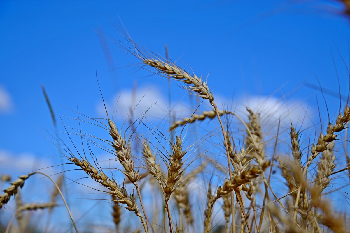 небо в пшенице - Svetlana AS