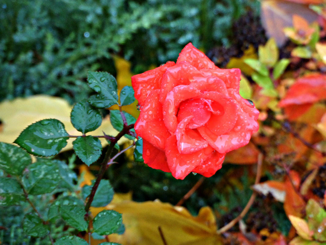 Роза под осенним дождём - Natali 