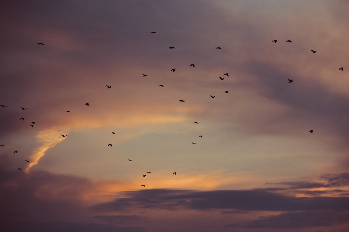 Птицы улетают на юг - Анзор Агамирзоев