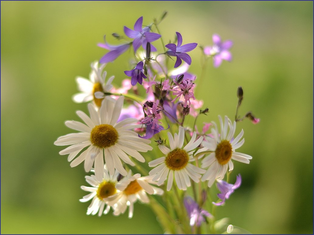 полевые цветы - Nina sofronova