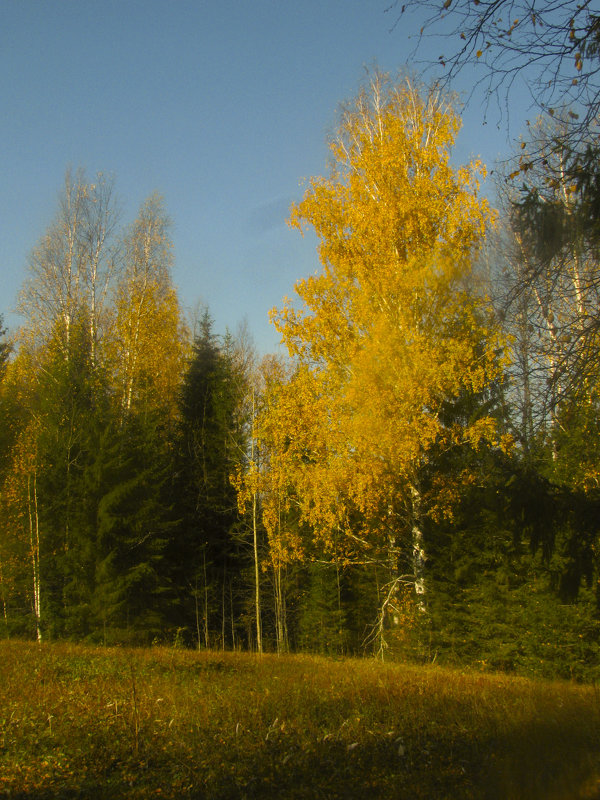 Осенний лес - Иван .