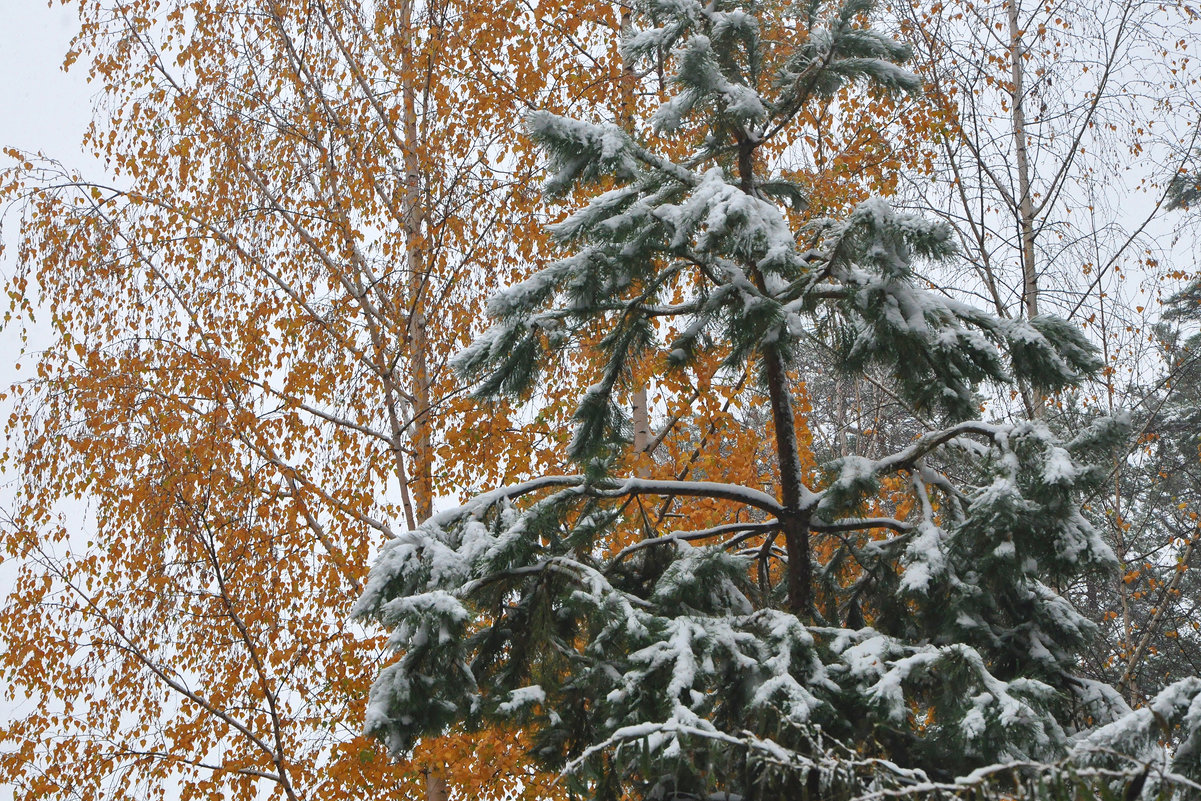 Первый снег 20.10.14г - Диана Задворкина