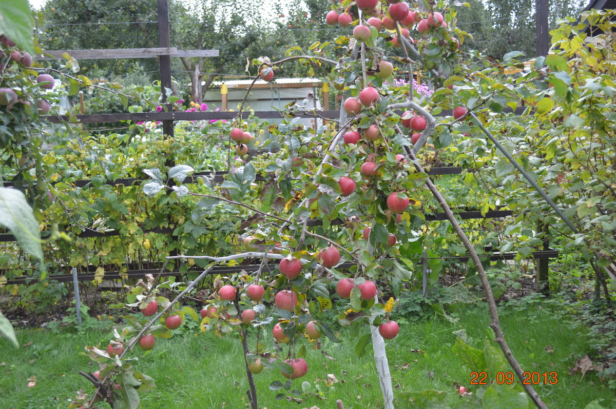 dacha - Schbrukunow Gennadi