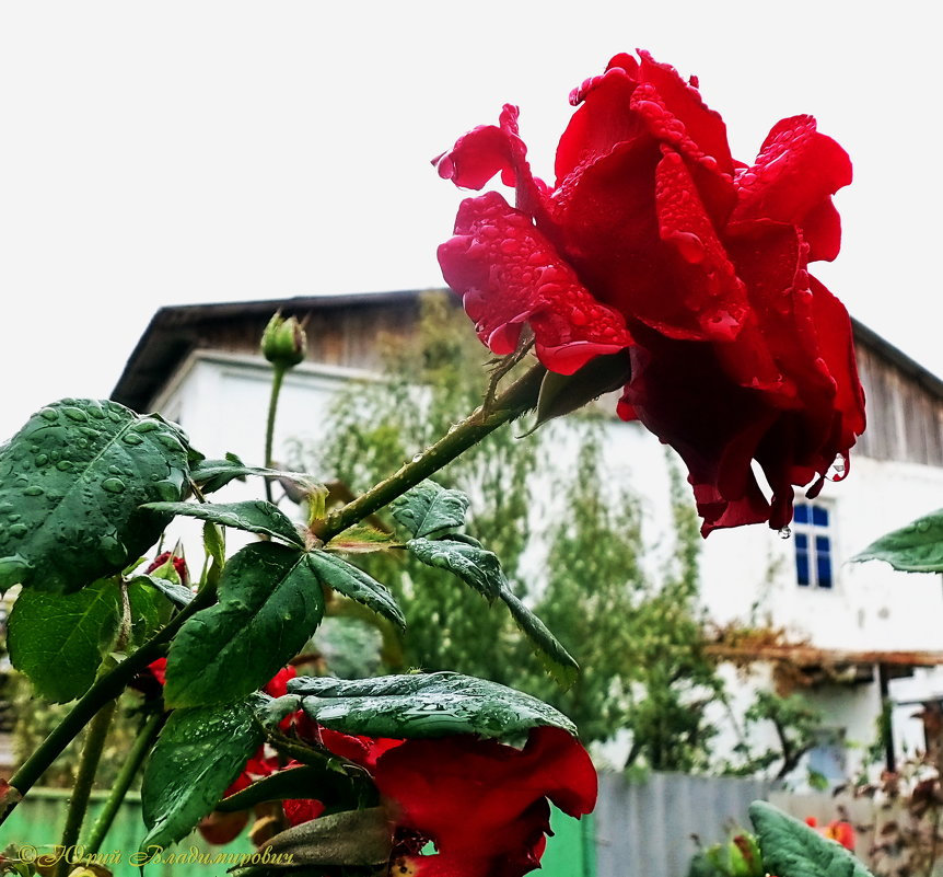 роза после дождя - Юрий Владимирович