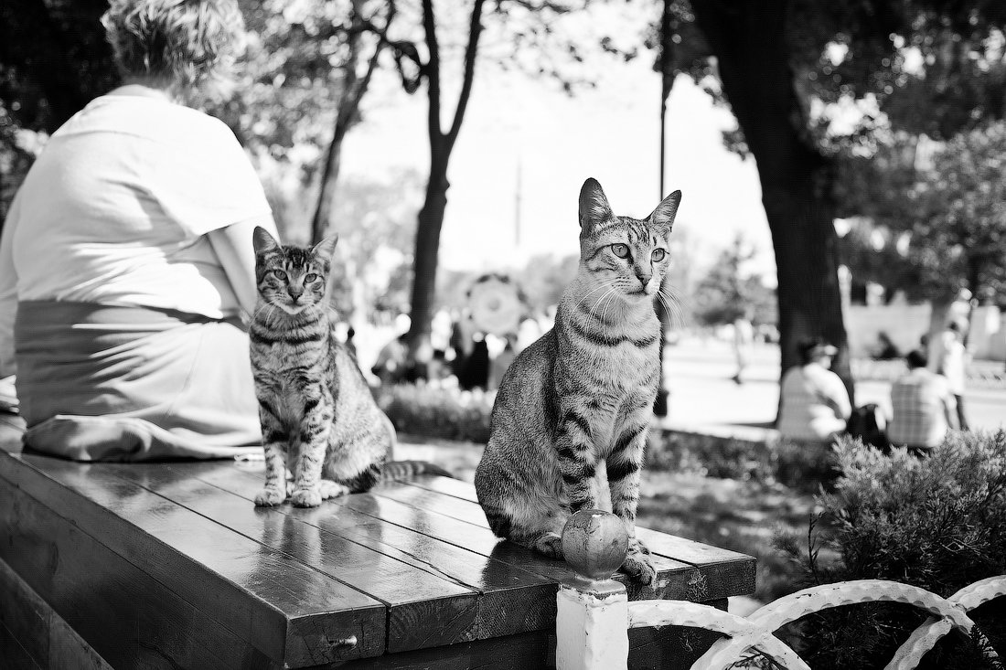 Стамбульские коты - Ирина Лепнёва