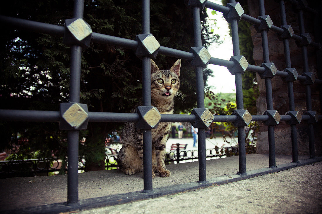 Стамбульский кот - Ирина Лепнёва