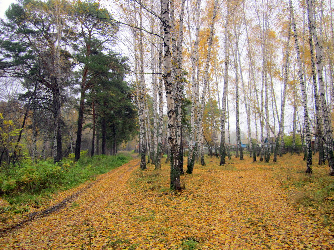 Осень в лесу. - Мила Бовкун