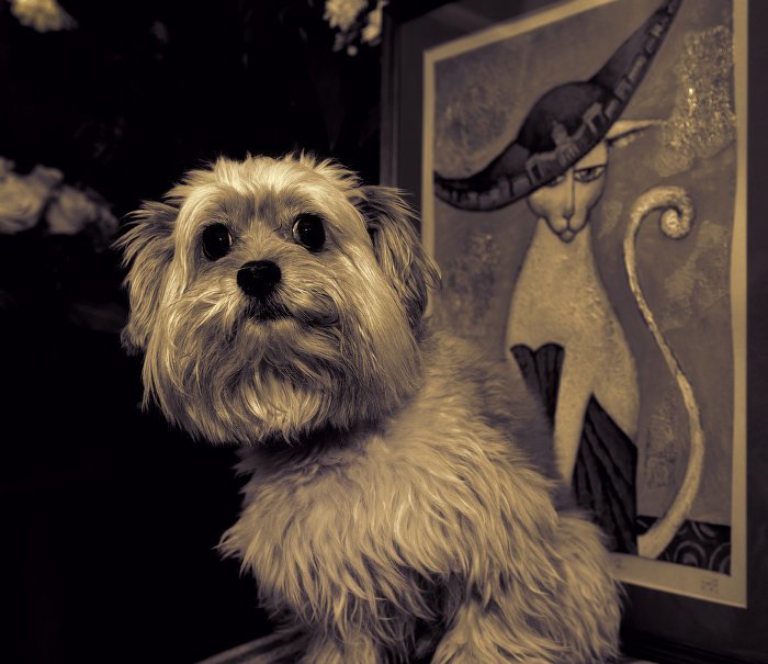 Собачий портрет на фоне кошачьего - Цветков Виктор Васильевич 