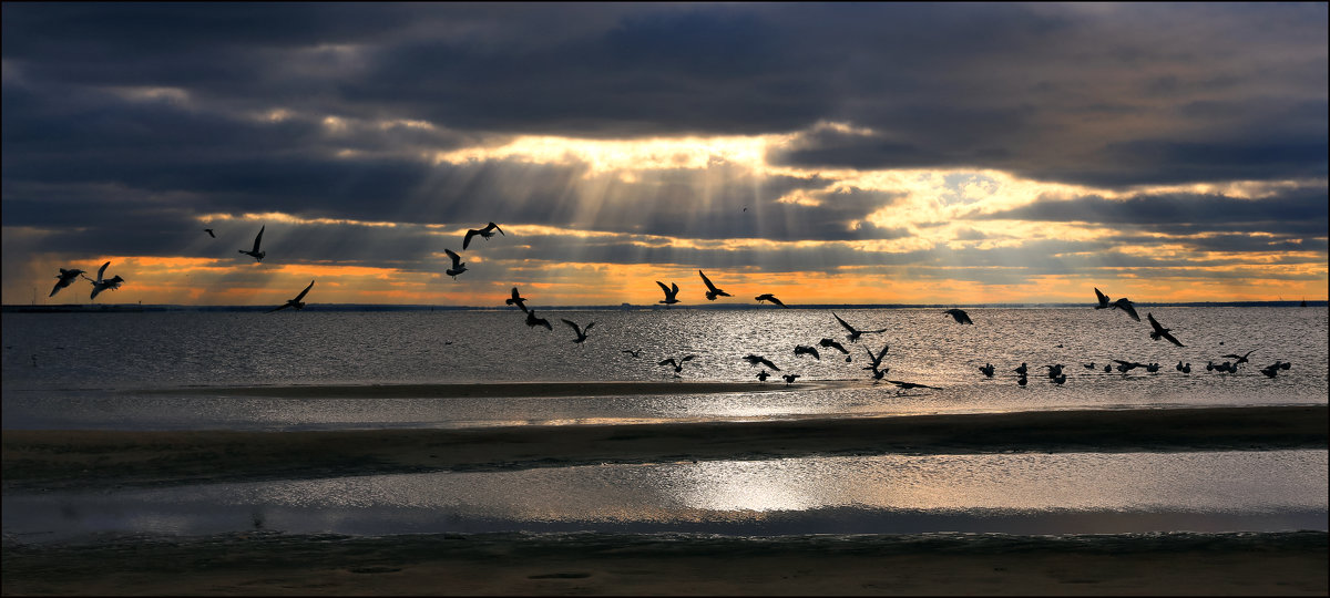 Чайки над морем - Лариса Шамбраева