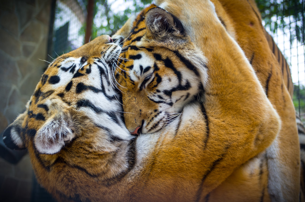 Ялтинский зоопарк, амурские тигры - Иван Дмитриев