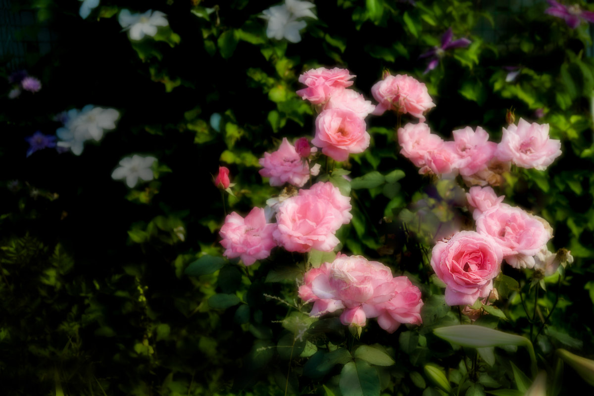 Розовые розы - Владимир Воробьев