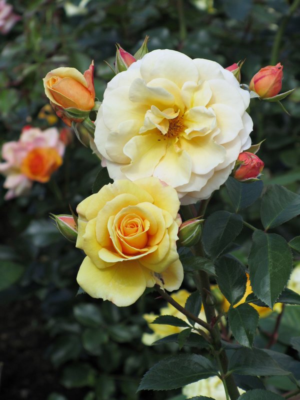 Роза желтая,роза чайная,  аромата необычайного.... - Ирина 