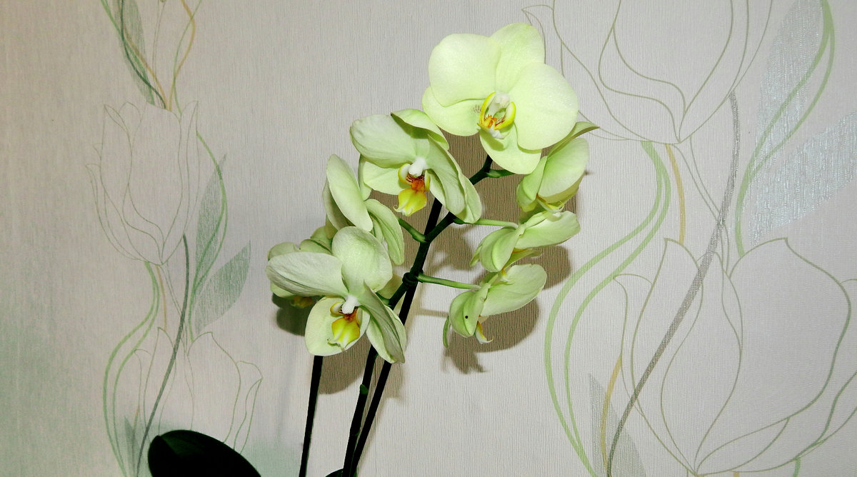 Орхидея - Светлана Н