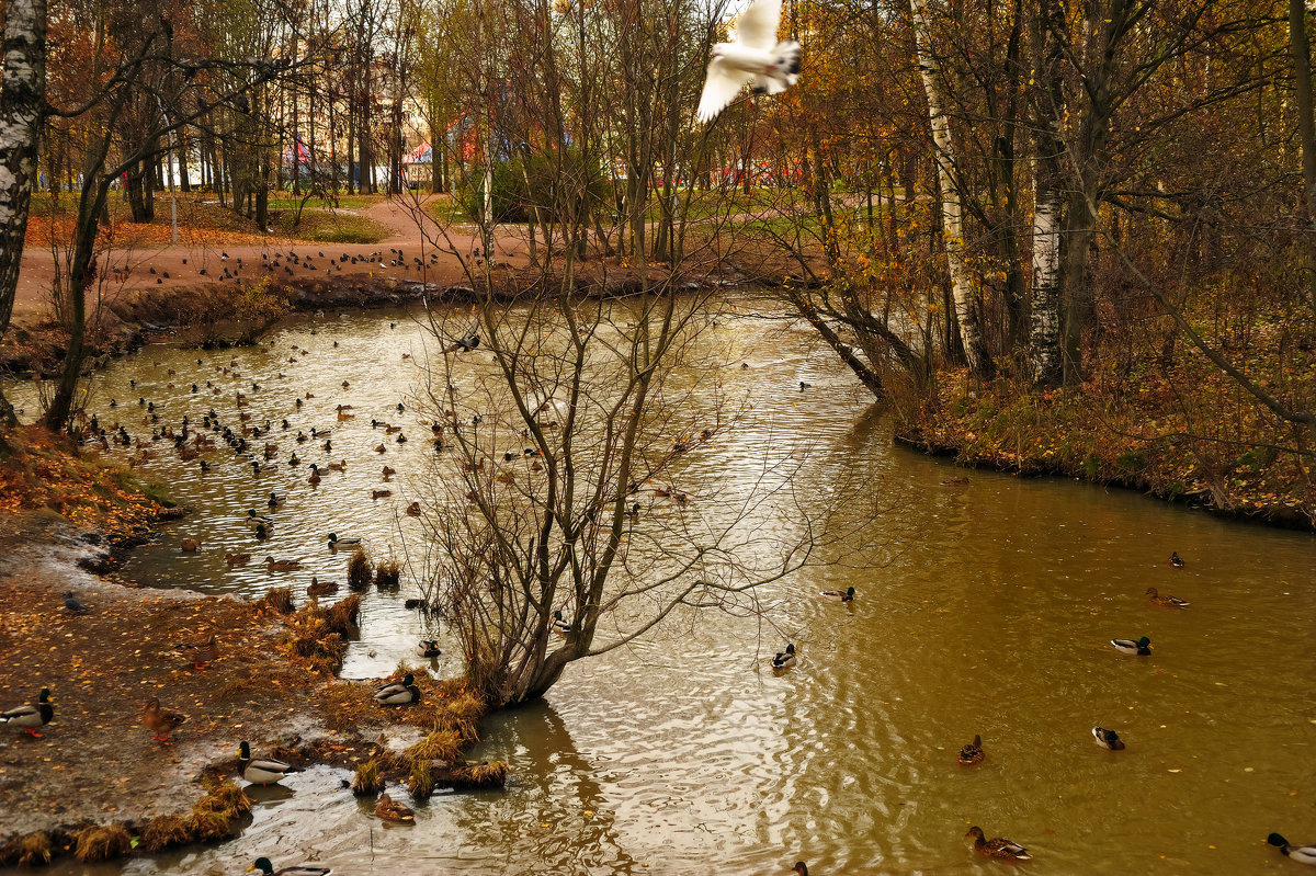 Утиный рай или голуби на ветках - Михаил Александров