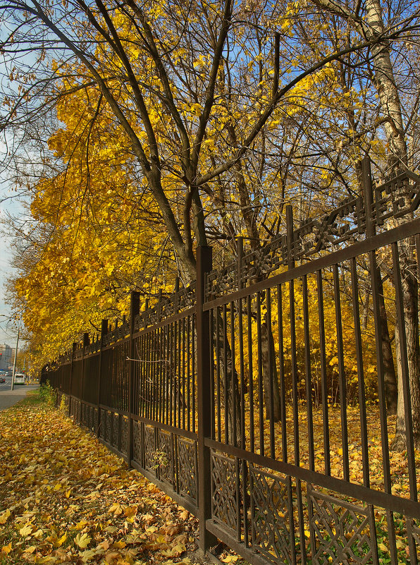 Деревья за оградой городского парка осенью. Москва - Катерина 