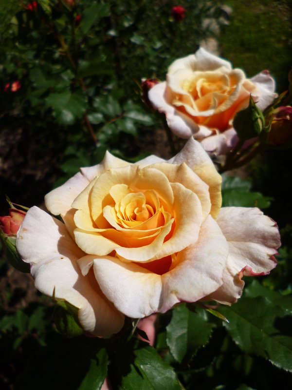 роза Caramella - lenrouz 