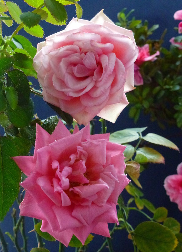 Отцветают осенние розы - Natali K