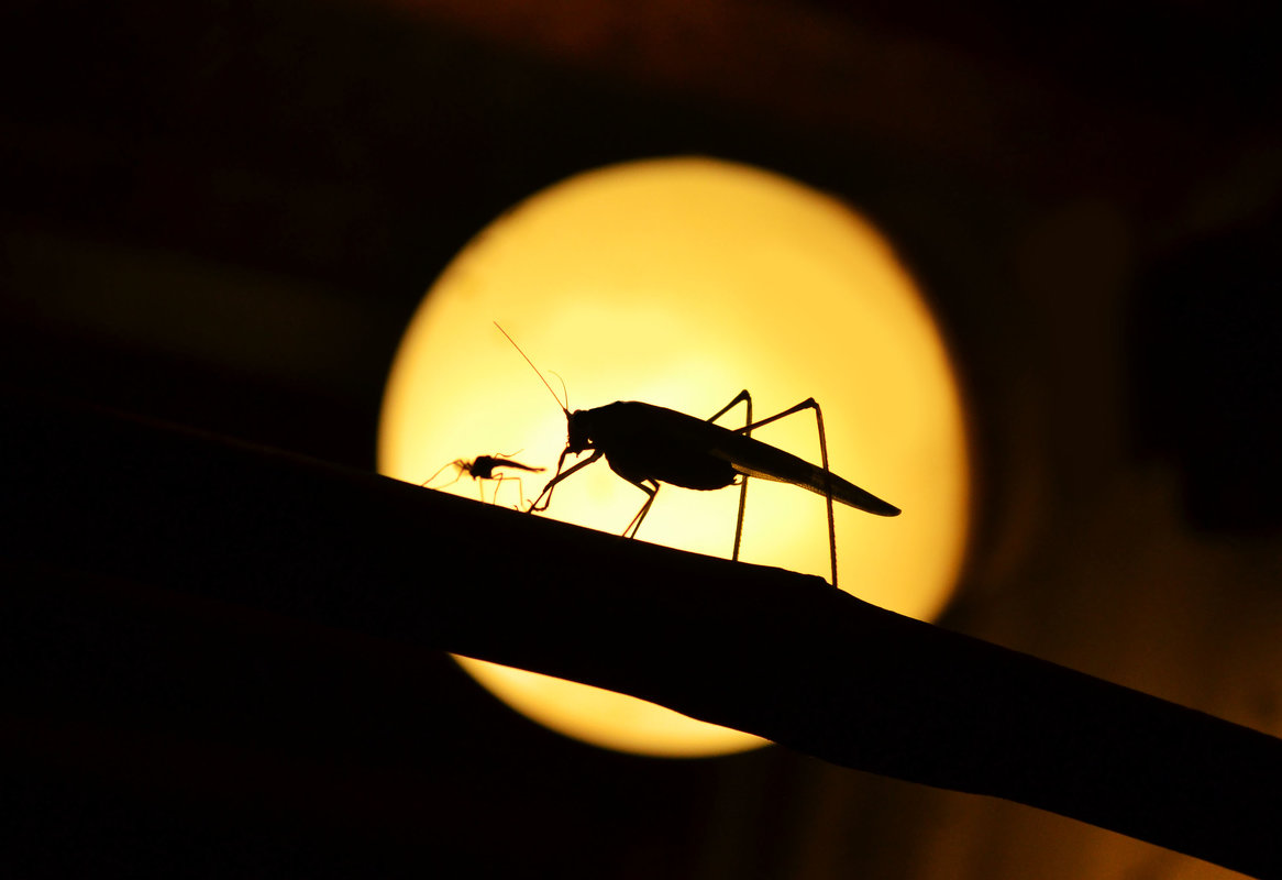 Кузнечик выгуливает комара - Нелли Солодовникова 