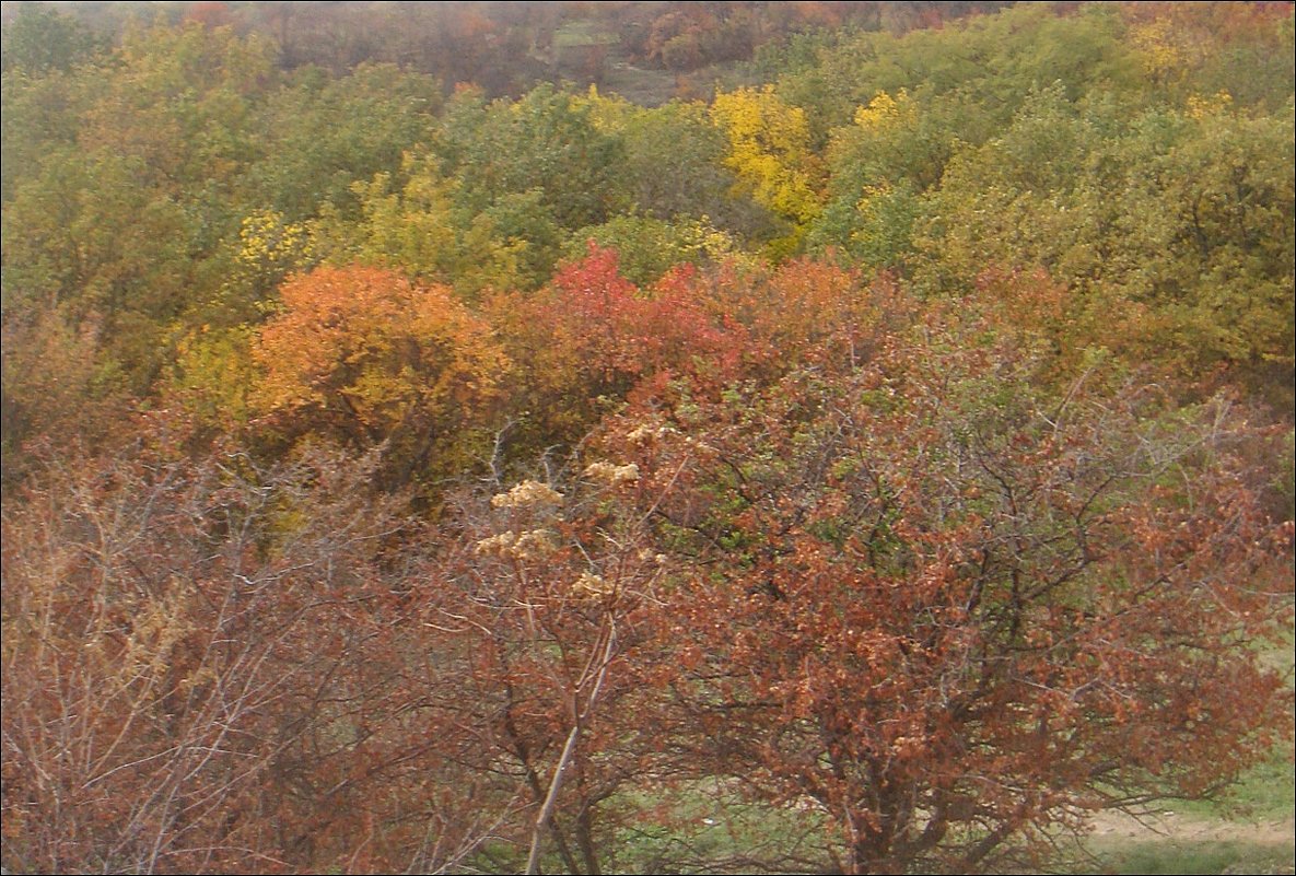 Осенняя палитра - Нина Корешкова