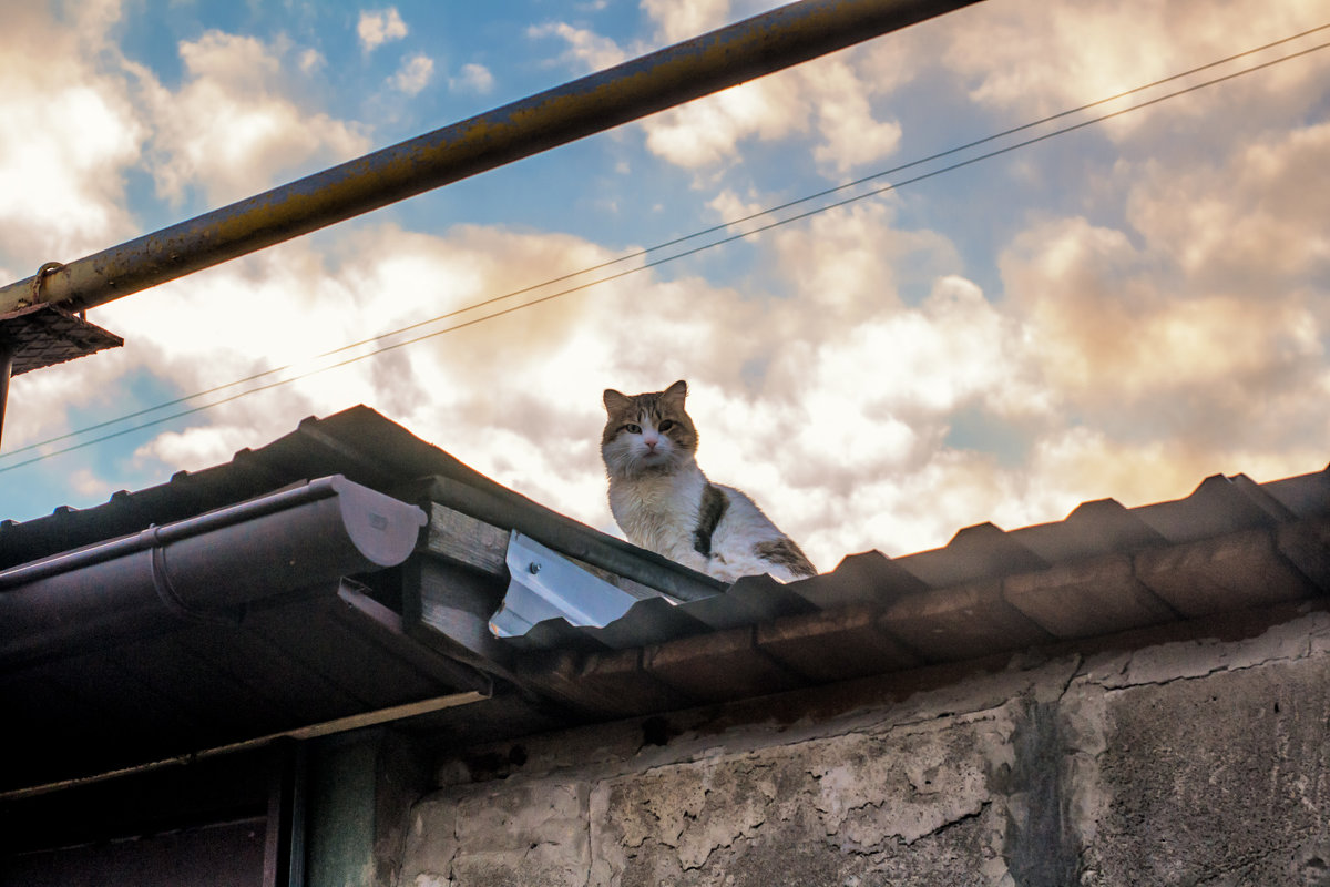 Картинки кот на крыше