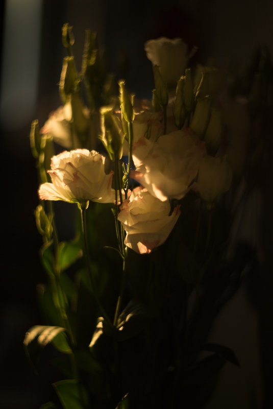 Sunset flowers - Ivan Pavlov