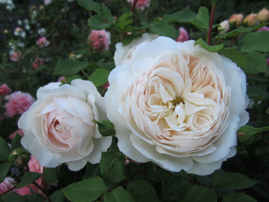 роза Crocus Rose - lenrouz 