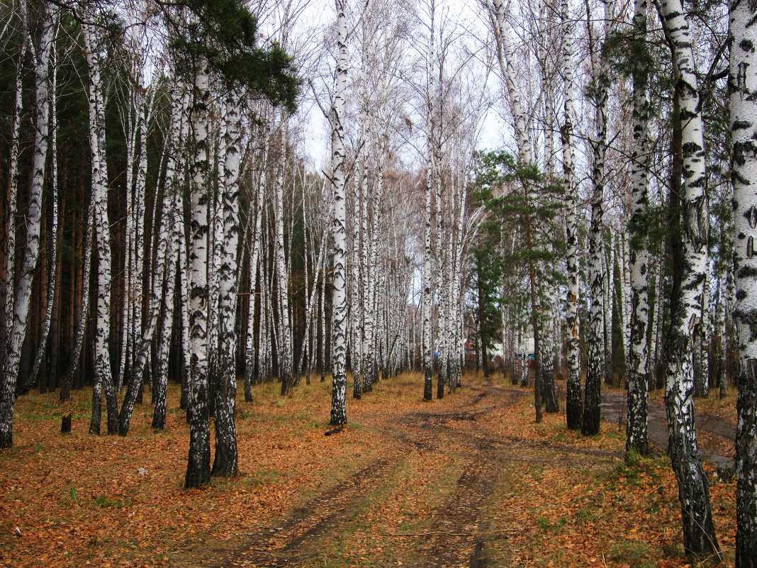 В берёзовой роще . - Мила Бовкун