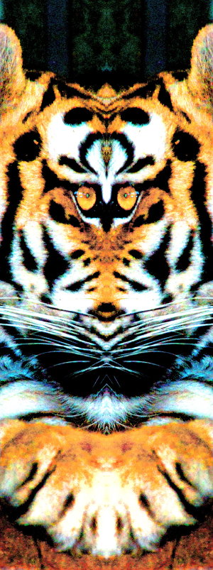 Трансформация тигра - виталий Цицюрский