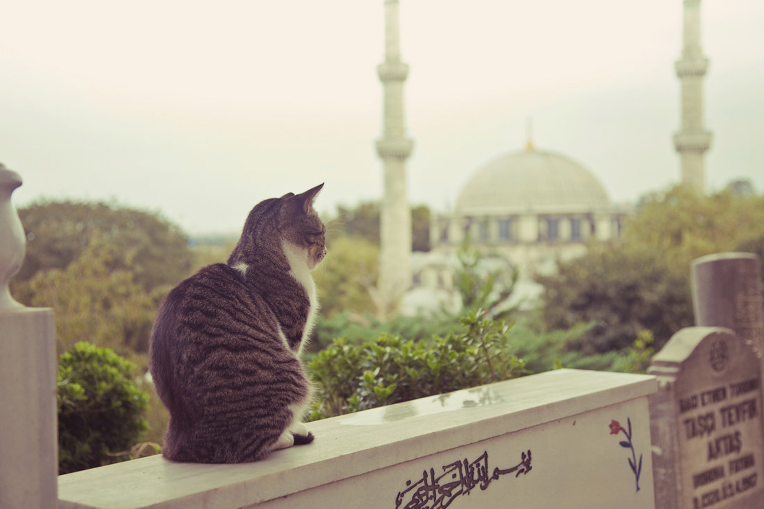 Стамбульский кот - Ирина Лепнёва