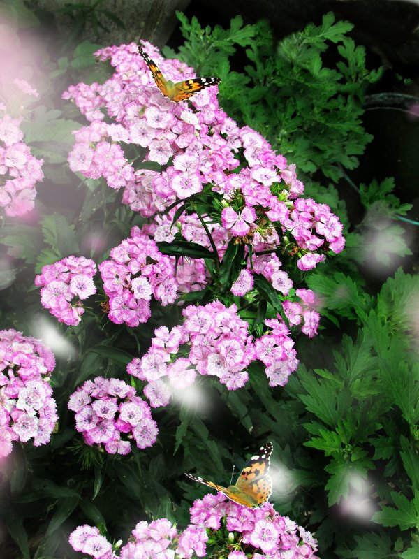 Бабочки - Дарья Подолянець