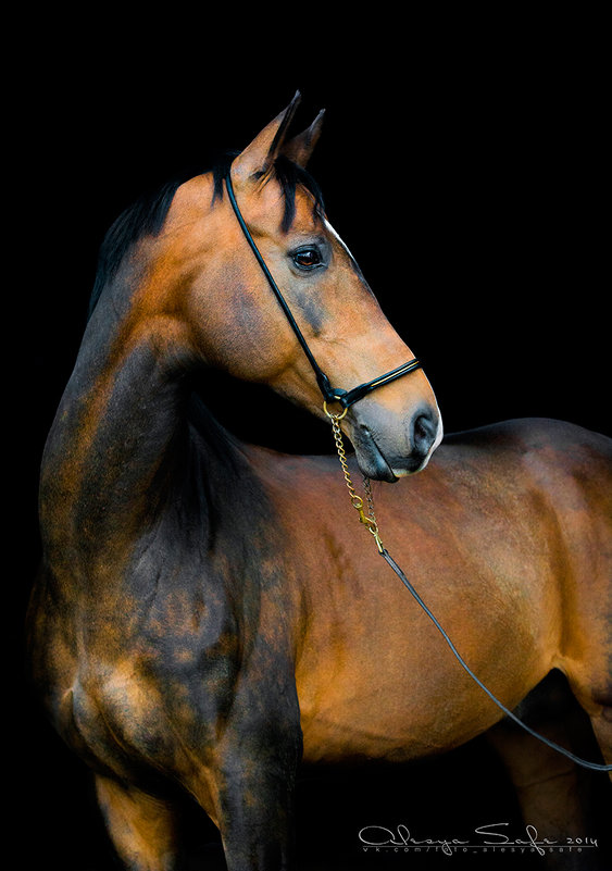 Akhal-Teke stallion - Alesya Safe
