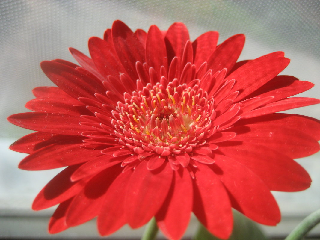 Gerbera - laana laadas