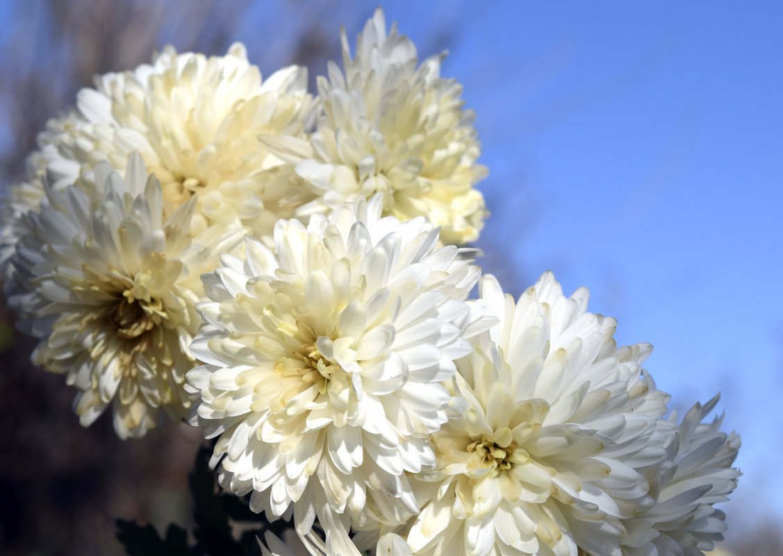 Еще цветут хризантемы в саду... - Мария Климова