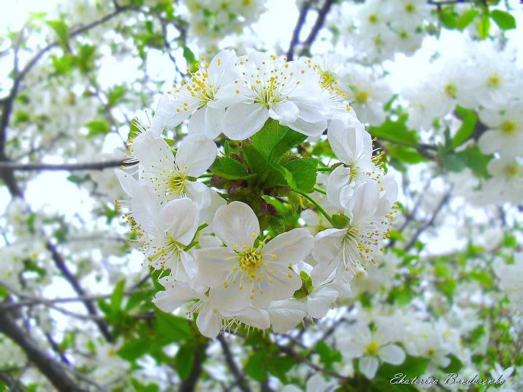 Букетик цветущей вишни... - Ekaterina Bondarenko