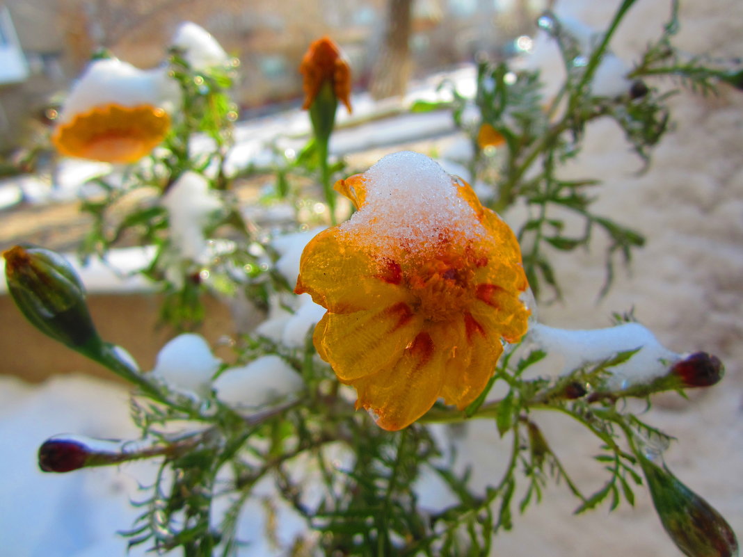 Ледяной цветок - Татьяна 