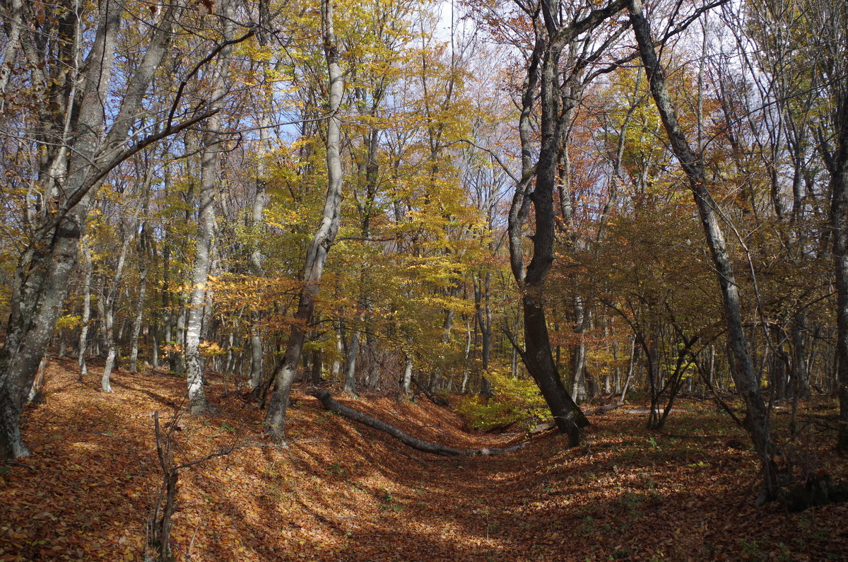 первый день ноября в горном Крыму - Наталья 