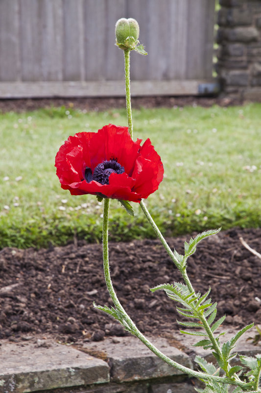 Маки (Papaver bracteatum) - Petr Popov