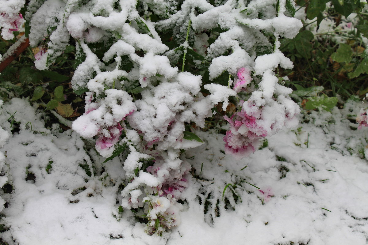 Первый снег в сентябре - Галина 