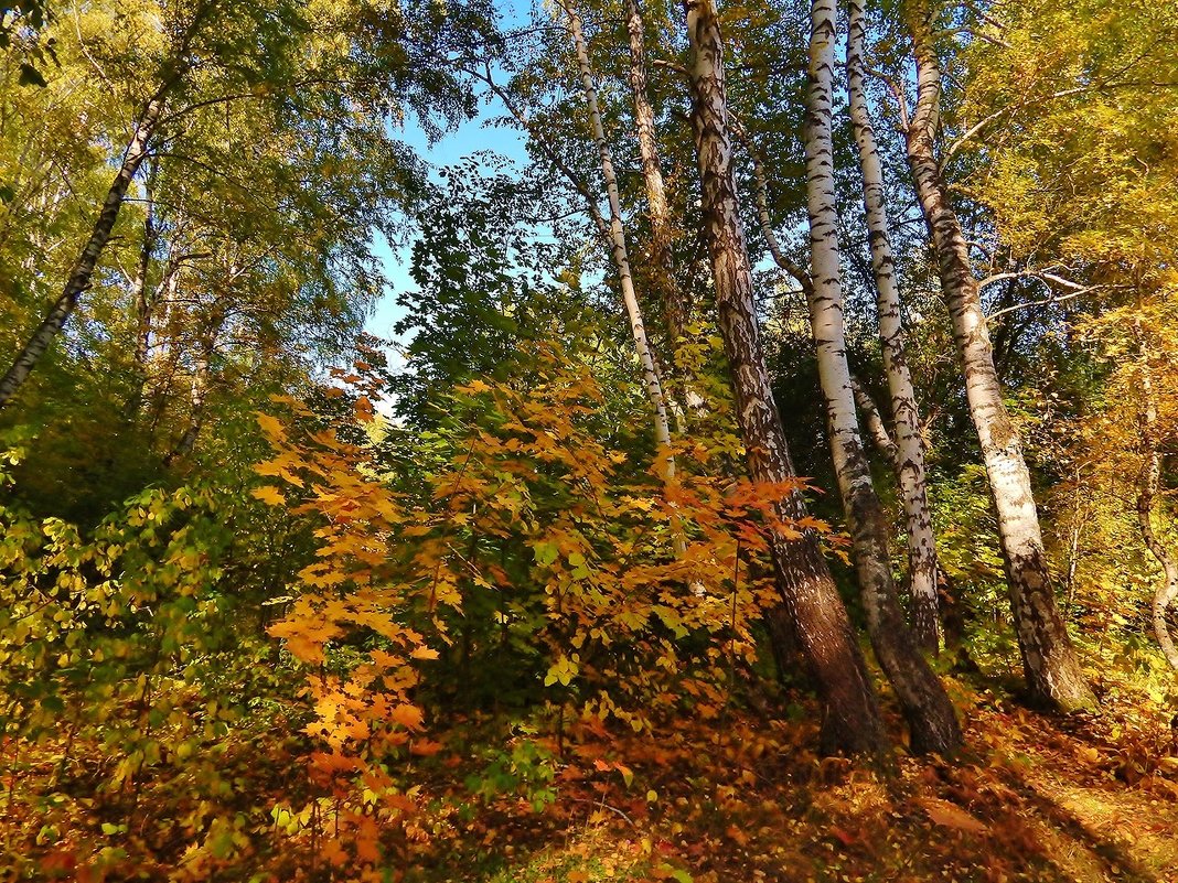 Осенью в лесу - Валентина Пирогова