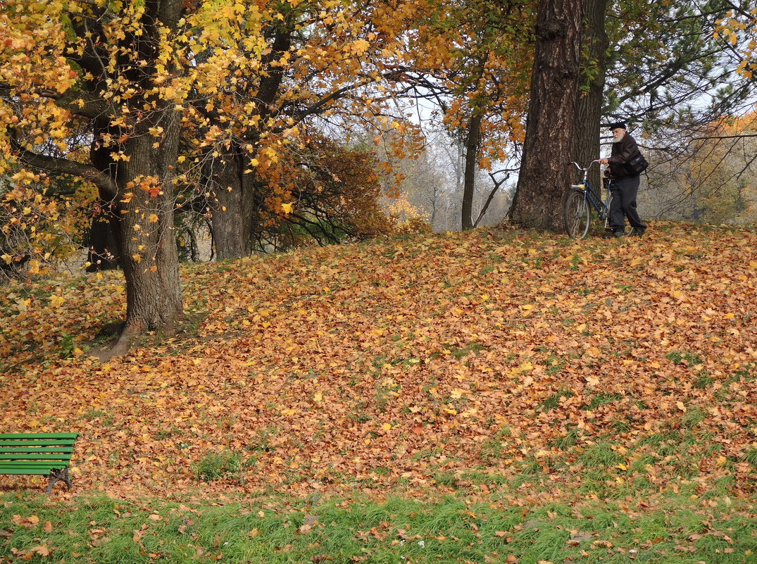 пейзаж со полскамейки и велосипедистом в парке - sv.kaschuk 