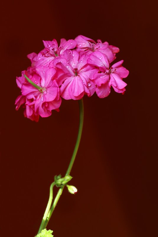 цветы герани - Валерий Валвиз