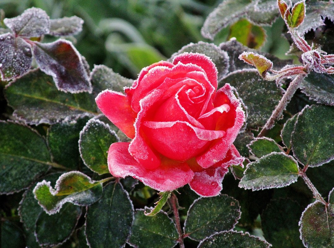 Розы и морозы - Елена Солнечная