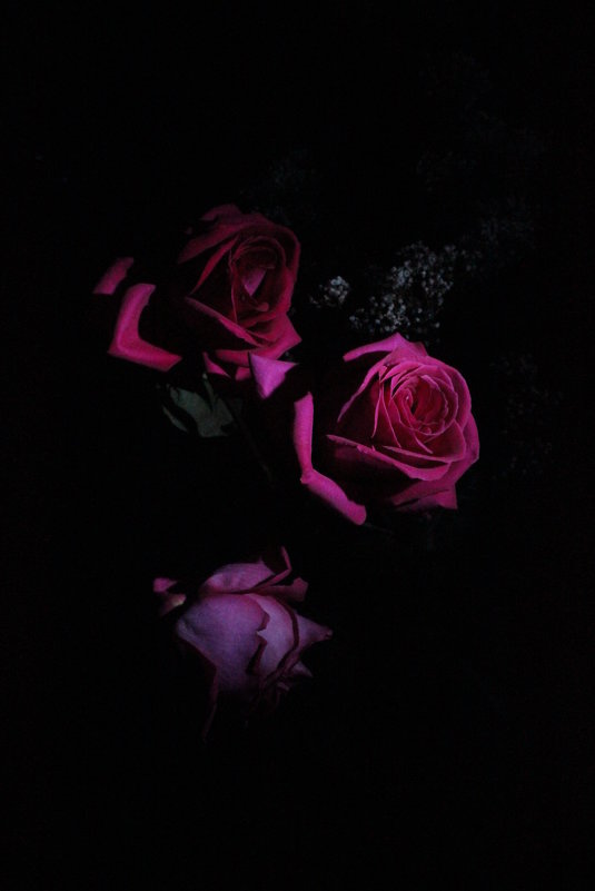 Birthday Roses - Наталия Есина