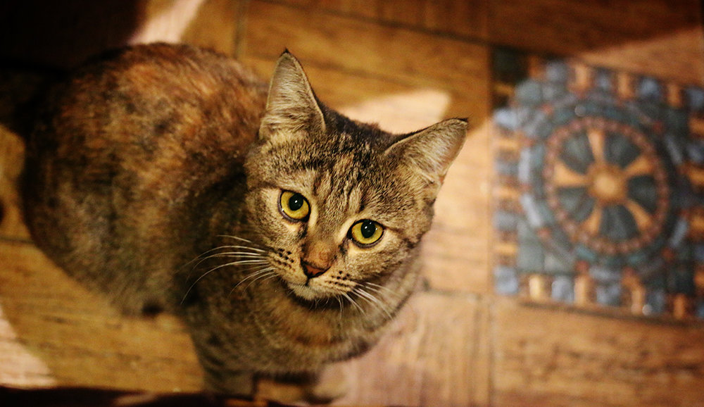 египетской котик смотрит на вас - Alisa Wonderland