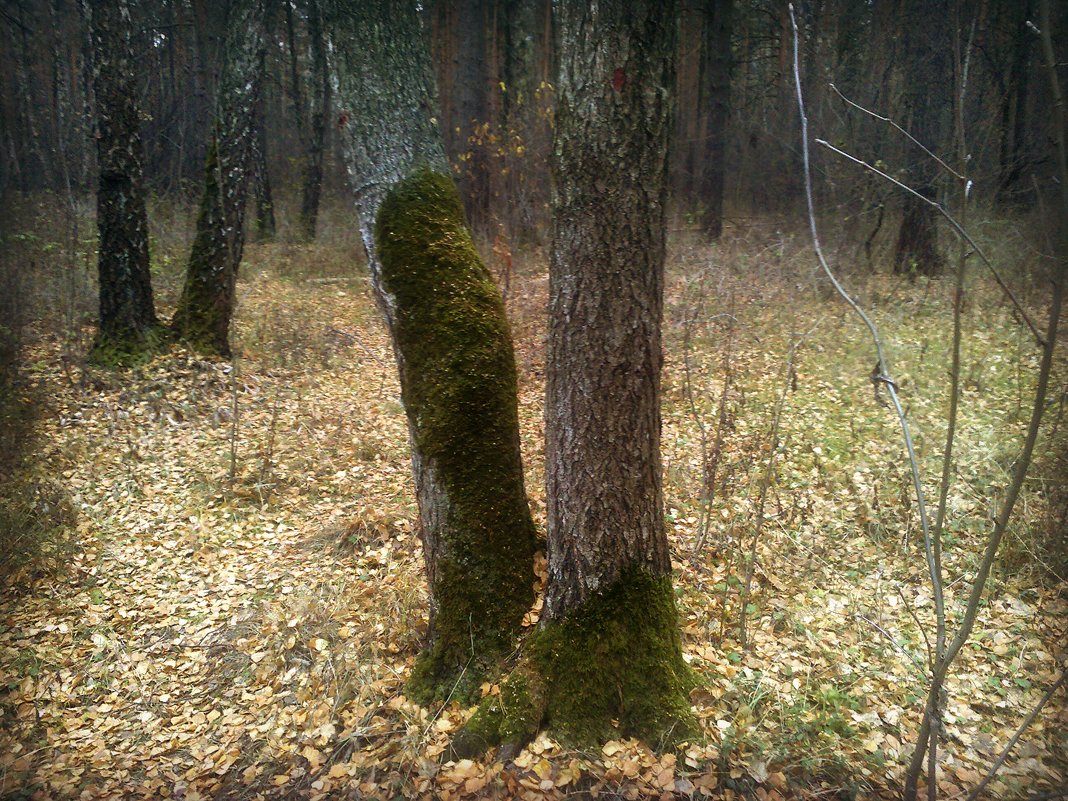 Берёзовая коленка - Ольга Кривых