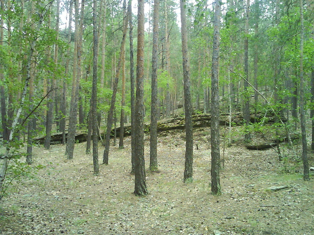 72. В лесу - Александр 